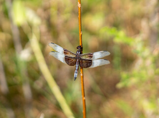 Black and White WInged Dragonfly Isolated on Plant Stem
