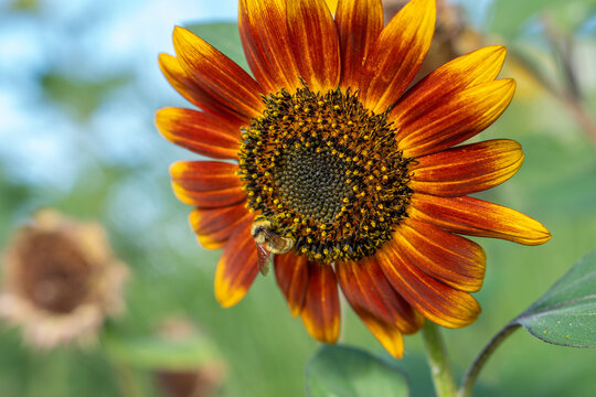 Close-up of Orange and Yellow Sunflower with Pollen Dotted Bumble Bee