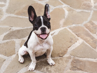 Cute puppy sitting on the sidewalk. Top view. Clear, sunny day. Close-up, outdoors. Day light. Concept of care and training pets