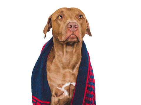 Cute brown dog and blue towel. Grooming dog. Close-up, indoors. Studio photo. Concept of care, education, obedience training and raising pets