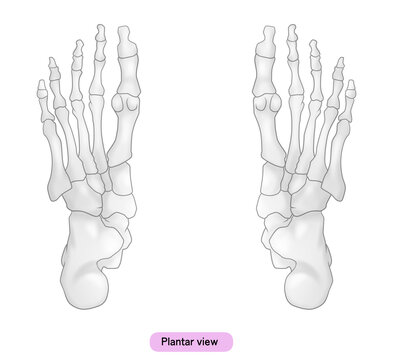 シンプルな足裏の骨のイラスト