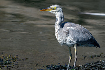 Grey Heron at Burghead Harbour, SCotland.