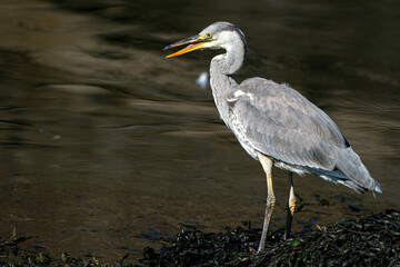 Grey Heron at Burghead Harbour, SCotland.
