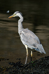 Grey Heron at Burghead Harbour, SCotland.
