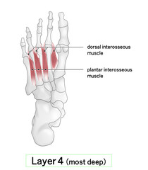 足裏の骨と筋肉のシンプルなイラスト