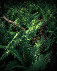 Green fern leaves on dark background