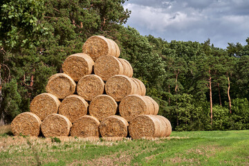 pile of straw in bales in the stubble, near the forest
