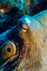 the hypnotic gaze of the octopus