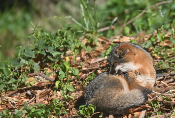 sleepy fox on the ground