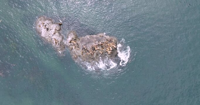 Sea lions. Coastal allure heightened by Oregon's fog.