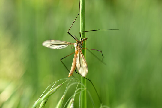 Close up of a snark ,Tipuloidea, with long legs and wings, against a green background in nature