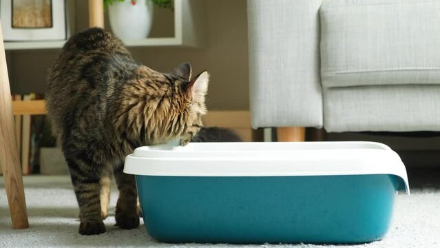 A domestic cat cleans up the toilet, digs cat litter in the tray with its paw