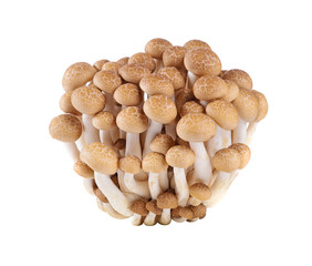 Fototapeta na wymiar brown beech mushroom transparent png