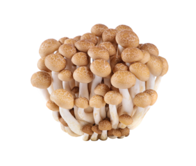 brown beech mushroom transparent png