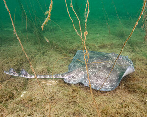 Thornback Ray in shallow water at the west coast of Norway