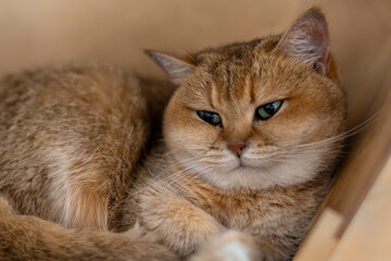 Naklejka na ściany i meble Portrait of a British Shorthair cat (Golden Chinchilla)