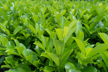Tea Leaf Texture Background, Fresh Green Tea Leaves Pattern, Summer Farm Banner, Spring Garden Mockup
