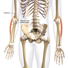 Lower Arm Extensor Carpi Radialis Longus Muscles Isolated on Male Human Skeleton, Labeled 3D Rendering on White Background	 - 644175653