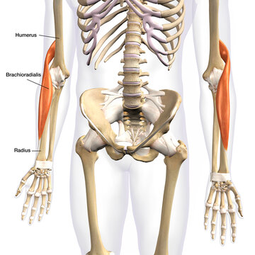 Brachioradialis Lower Arm Muscles Isolated on Male Human Skeleton, Labeled, 3D Rendering on White Background	
