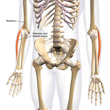 Lower Arm Extensor Carpi Radialis Longus Muscles Isolated on Male Human Skeleton, Labeled 3D Rendering on White Background	