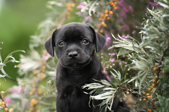 black staffordshire bull terrier puppy portrait outdoors
