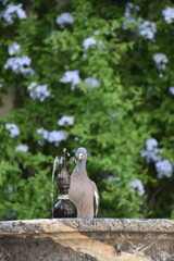 Obraz premium natural background of purple flowers and green leaves with a bird in a fountain