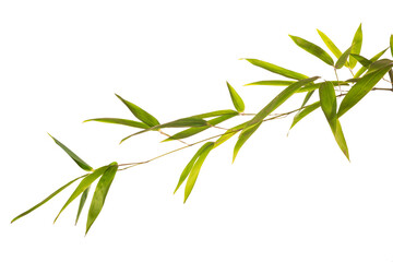 bamboo branch on white background