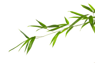 Fototapeta na wymiar bamboo branch on white background