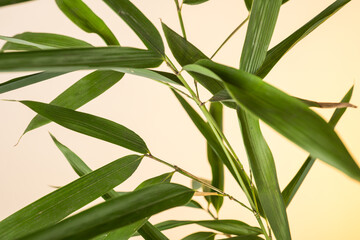 bamboo leaves and branches at sunrise