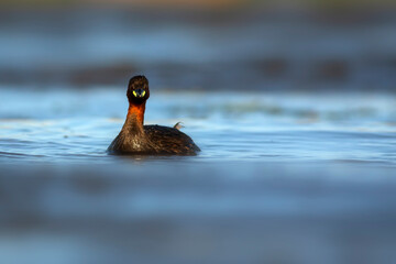Cute little bird. A waterfowl common in wetlands Little Grebe. (Tachybaptus ruficollis).