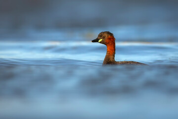 Cute little bird. A waterfowl common in wetlands Little Grebe. (Tachybaptus ruficollis).