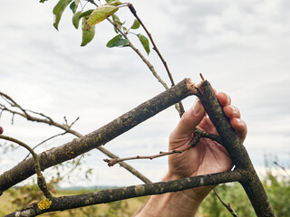 A gardener examines a broken branch of a pear tree. The storm damaged the orchard.