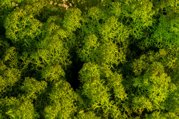 Fototapeta premium beautiful moss reindeer interior decoration