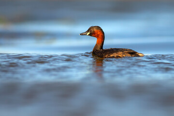 Cute little bird. A waterfowl common in wetlands Little Grebe. (Tachybaptus ruficollis).
