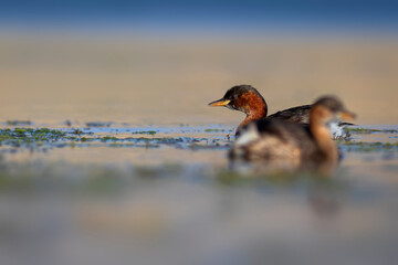 Cute little bird. A waterfowl common in wetlands Little Grebe. (Tachybaptus ruficollis).