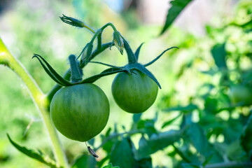 two green unripe tomatoes grow on a branch against the background of green tomato bushes