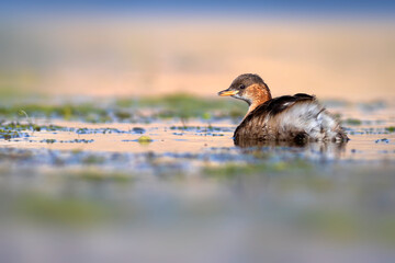 Cute little bird. A waterfowl common in wetlands Little Grebe. (Tachybaptus ruficollis).