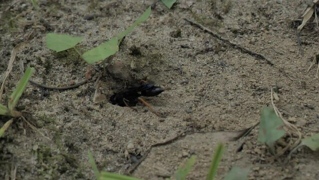 Crabronidae. The sand or burrowing wasp takes care of its burrow. Delaware (USA).