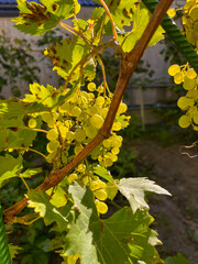 green grapes ripen on the branches in the garden