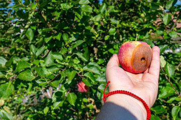 Half rotten apple in the hand of a man, against the background of a green tree