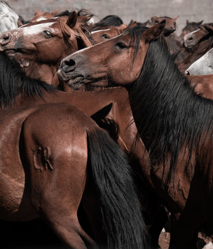 Wild horses in the Rapa of the Beasts