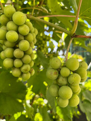 green grapes ripen on the branches in the garden