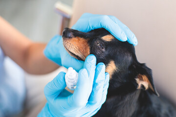 Veterinarian specialist holding small black dog and applying eye drops medicine, young dog vet treatment, dog treated at home, dripping anti-dry drops into the eyes