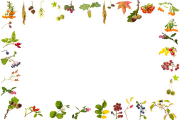  wild foliage, berries, beginning of autumn, background is white and blank