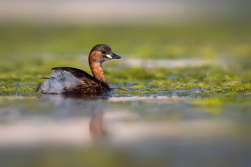 Cute little bird. A waterfowl common in wetlands Little Grebe. (Tachybaptus ruficollis).