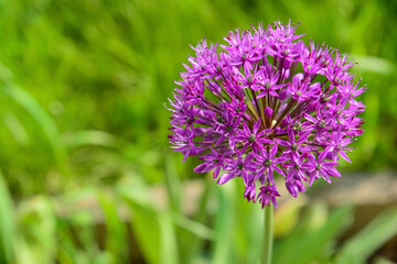 Purple flower blooming on sunny day, closeup
