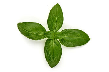 Fresh basil leaf, isolated on white background.