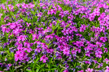 Obraz na płótnie Canvas Beautiful purple flowers blooming on sunny day, closeup
