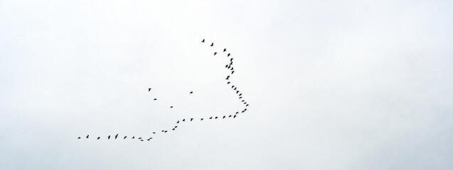Flock of Birds flying in formation while forming an arrow. Horizontal Banners.