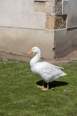 Weiße Gans, Gänse